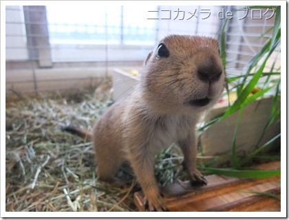 わくわく わくわく