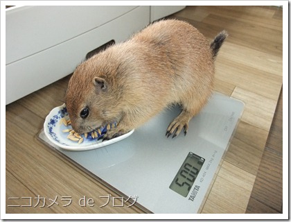 もぐもぐ もぐもぐ