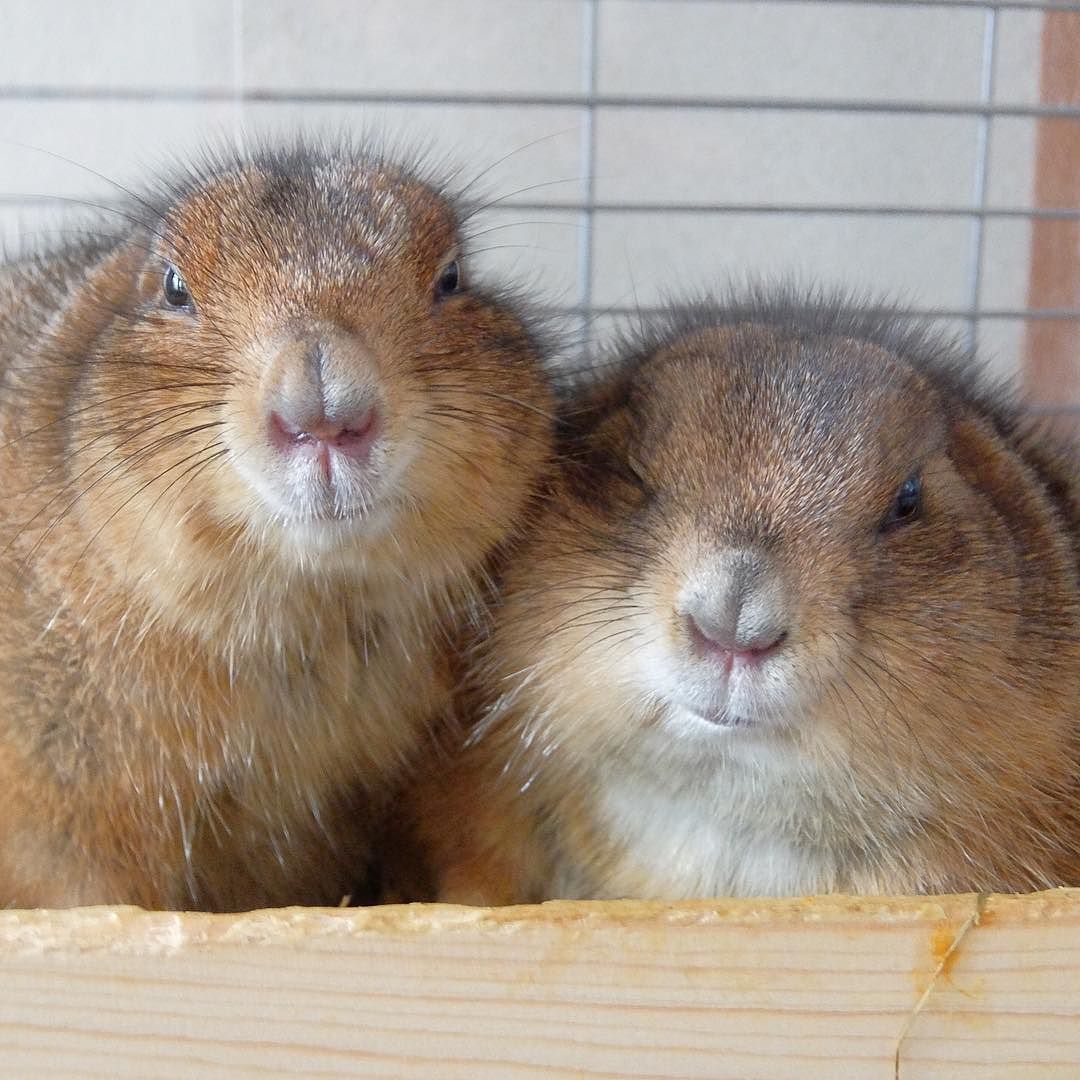 ニコカメラ De ブログ With ラク 似てる 似てない Magu マグ Topu トプ Prairiedog プレーリードッグ