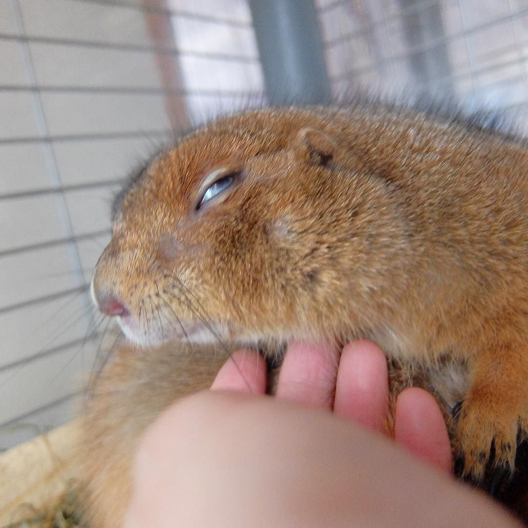 ニコカメラ De ブログ With ラク 気持ちいいと 白目になります Magu マグ Prairiedog プレーリードッグ